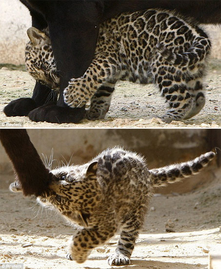 大发娱乐官方网站-关于超级联赛总决赛：约旦豹队大胜以色列勇士队的信息